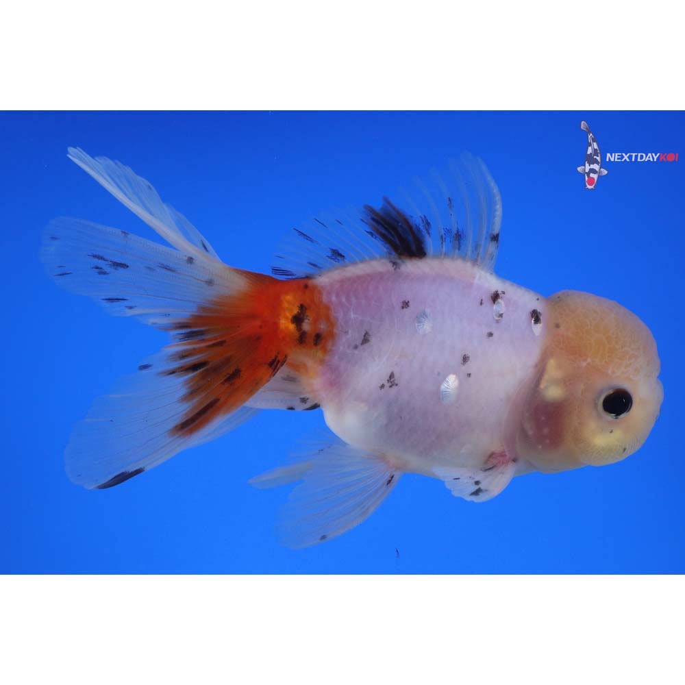 5” Imported Male Calico Oranda