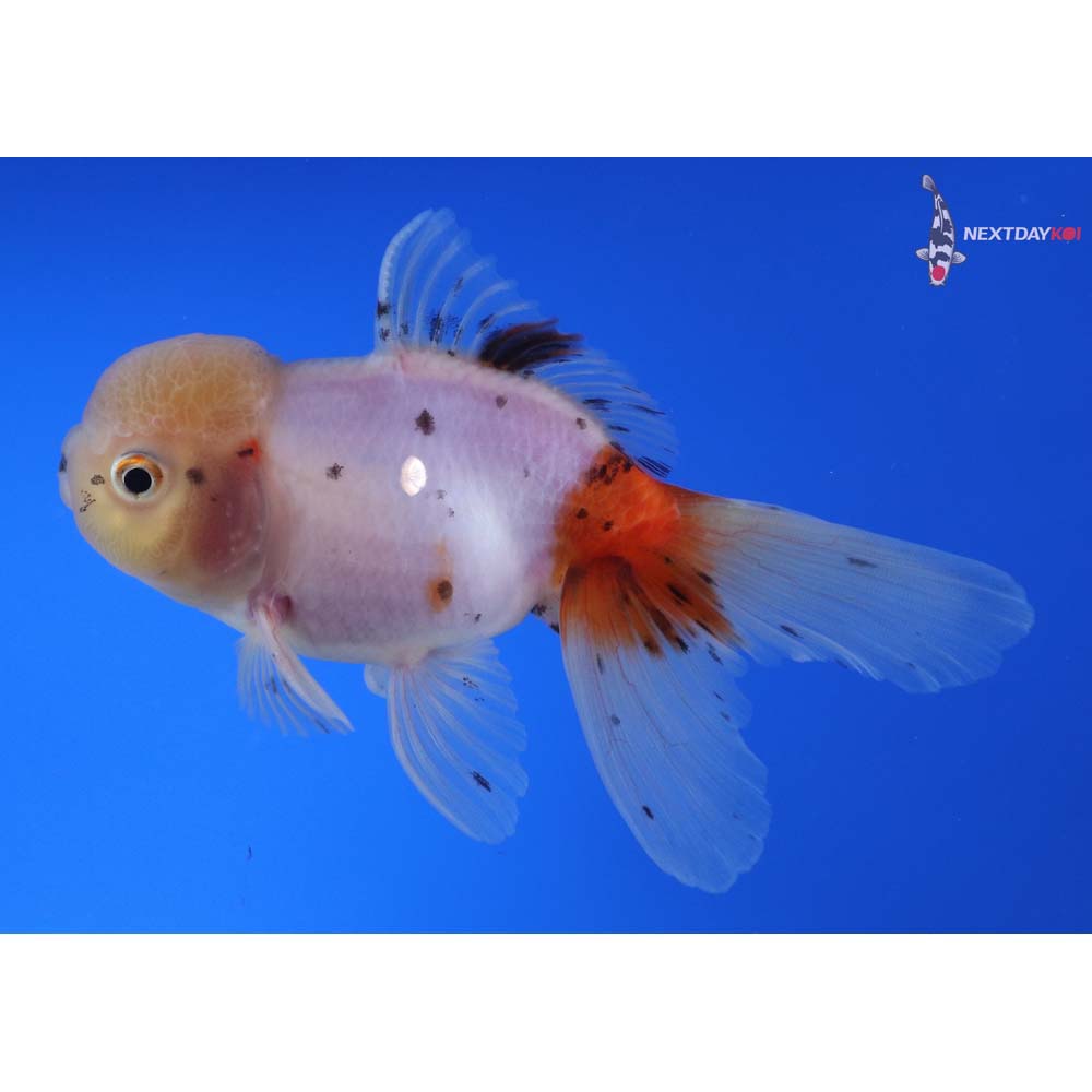 5” Imported Male Calico Oranda