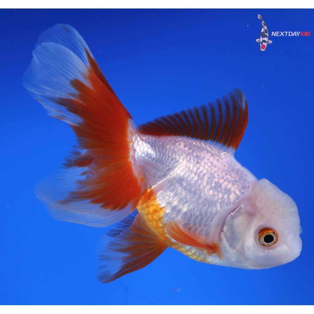 5” Imported Red and White Oranda