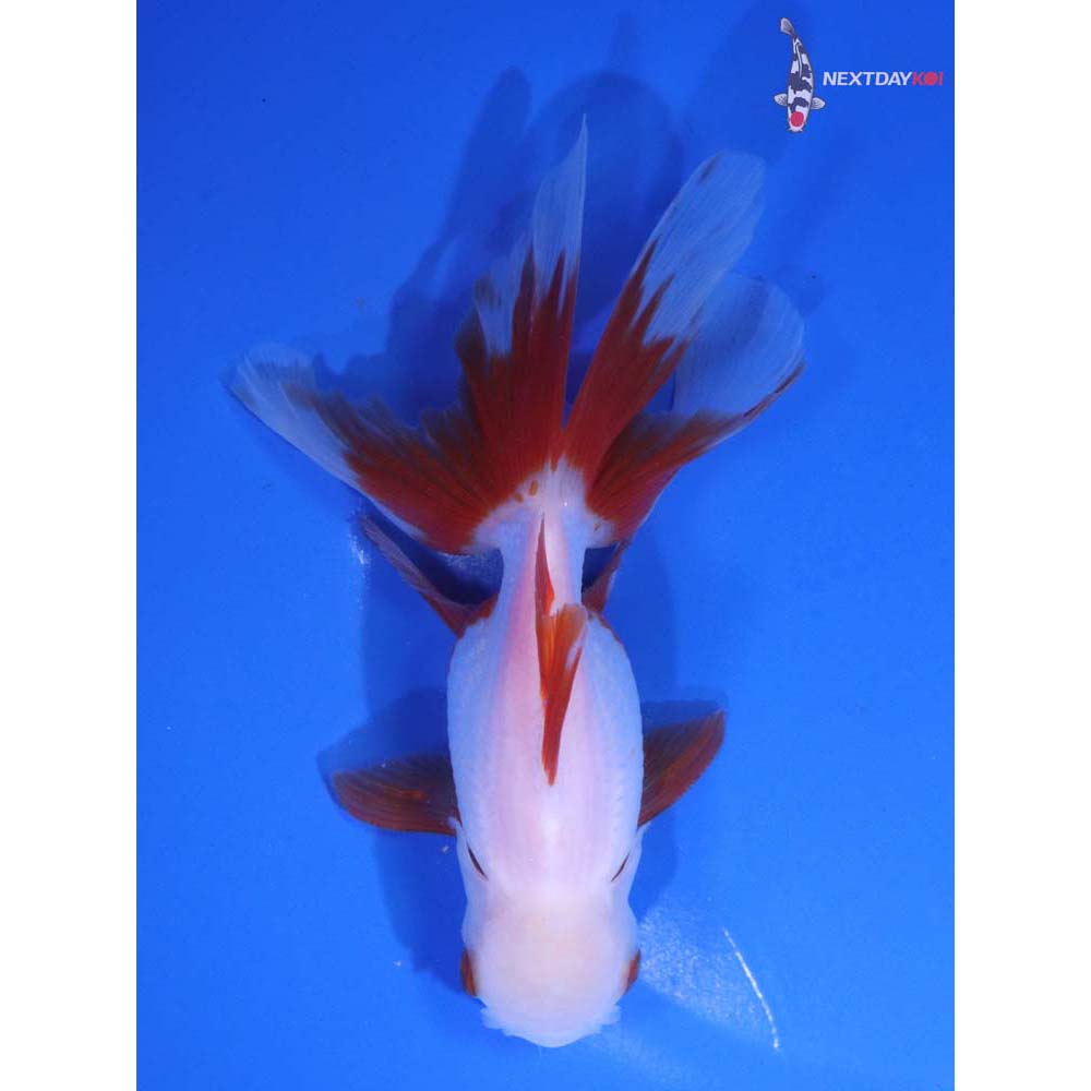 5” Imported Red and White Oranda