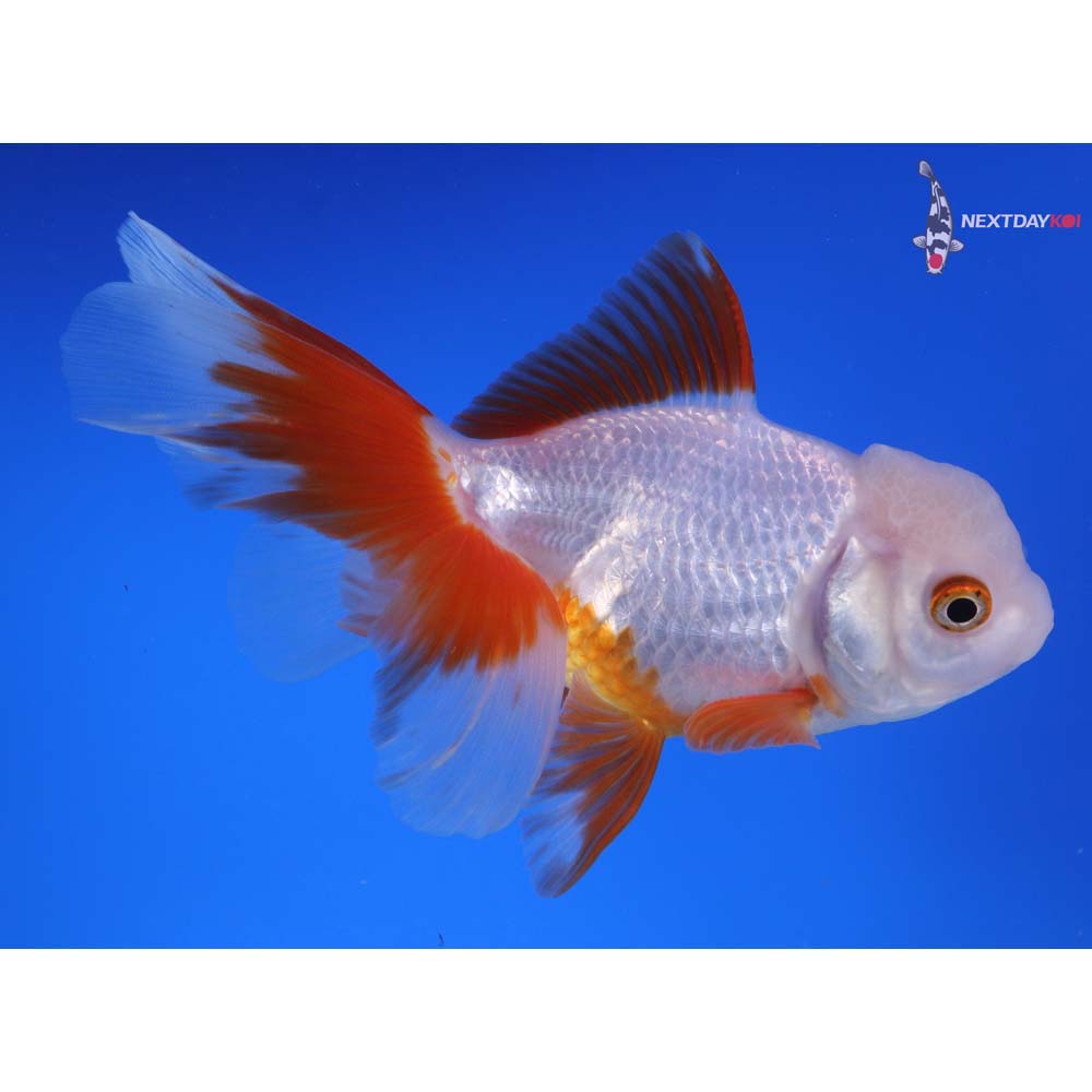 5” Imported Red and White Oranda