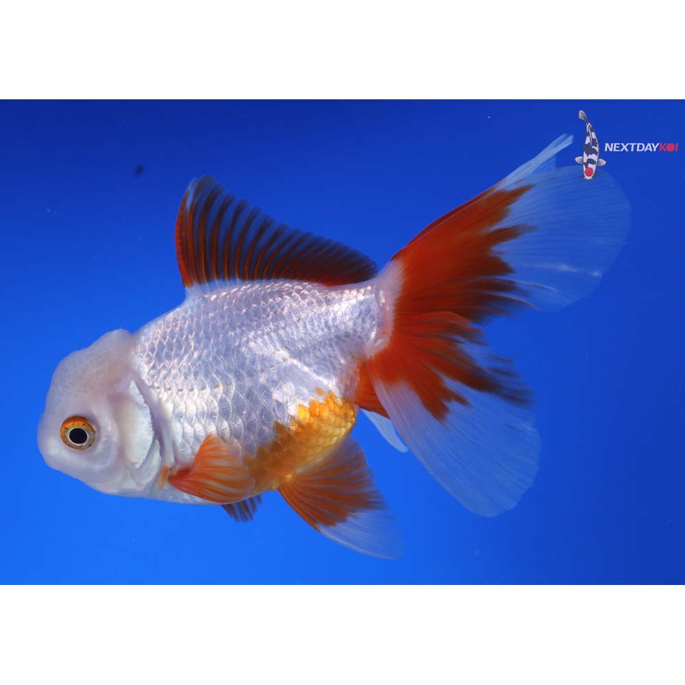 5” Imported Red and White Oranda