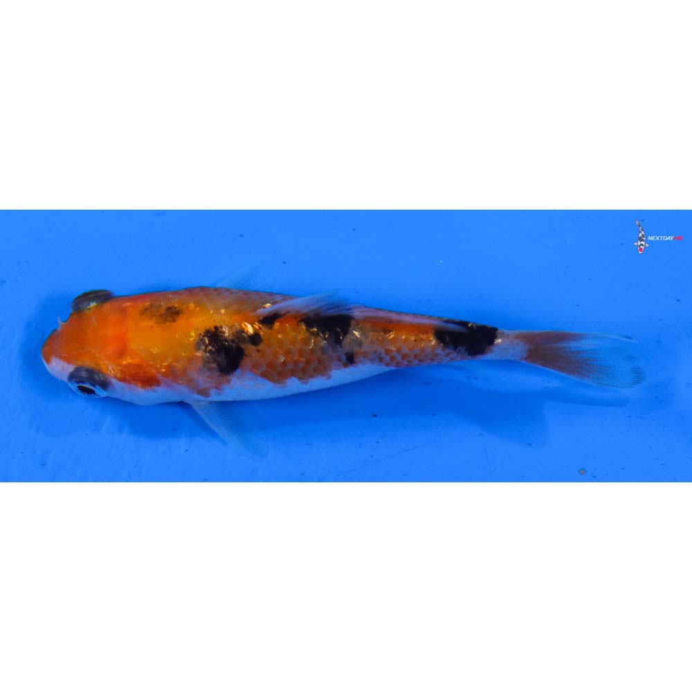 3” Imported Gin Rin Sanke