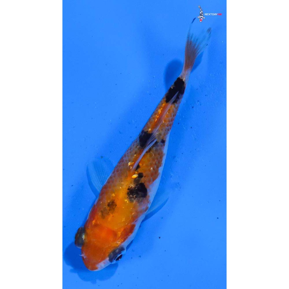 3” Imported Gin Rin Sanke