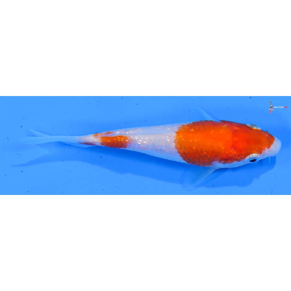 3.5” Imported Gin Rin Kohaku