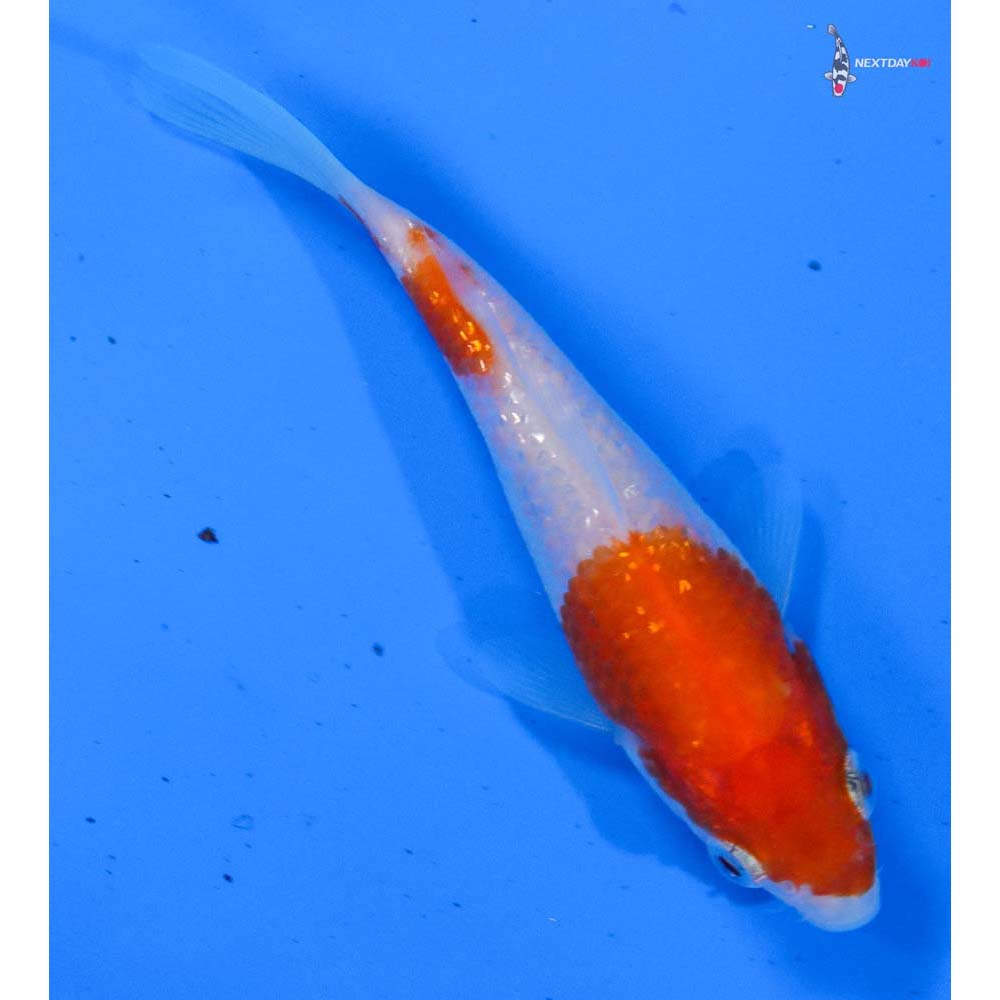 3.5” Imported Gin Rin Kohaku