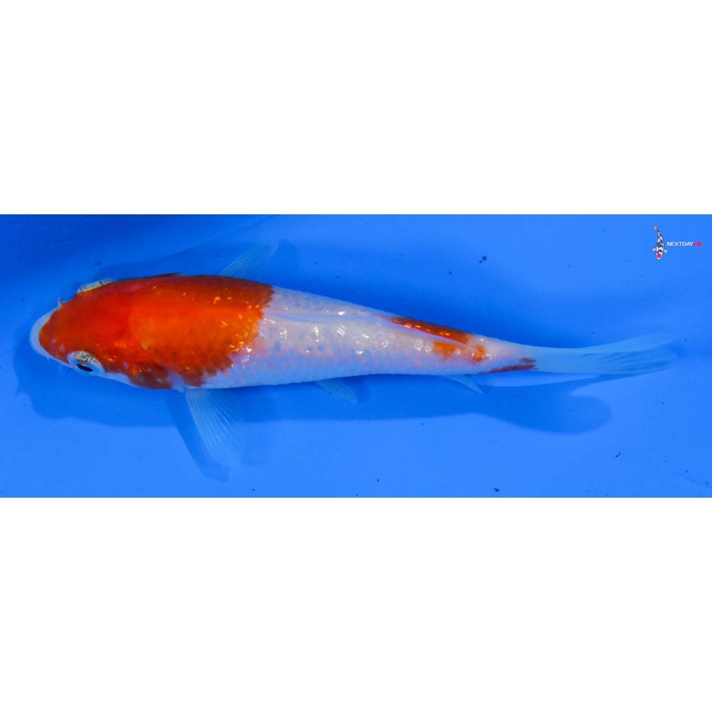 3.5” Imported Gin Rin Kohaku