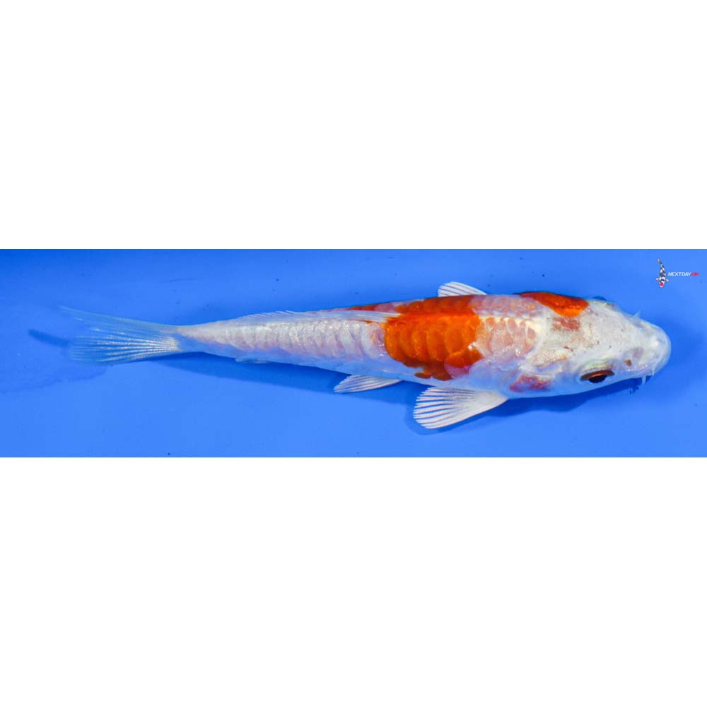 3.5” Imported Kikusui