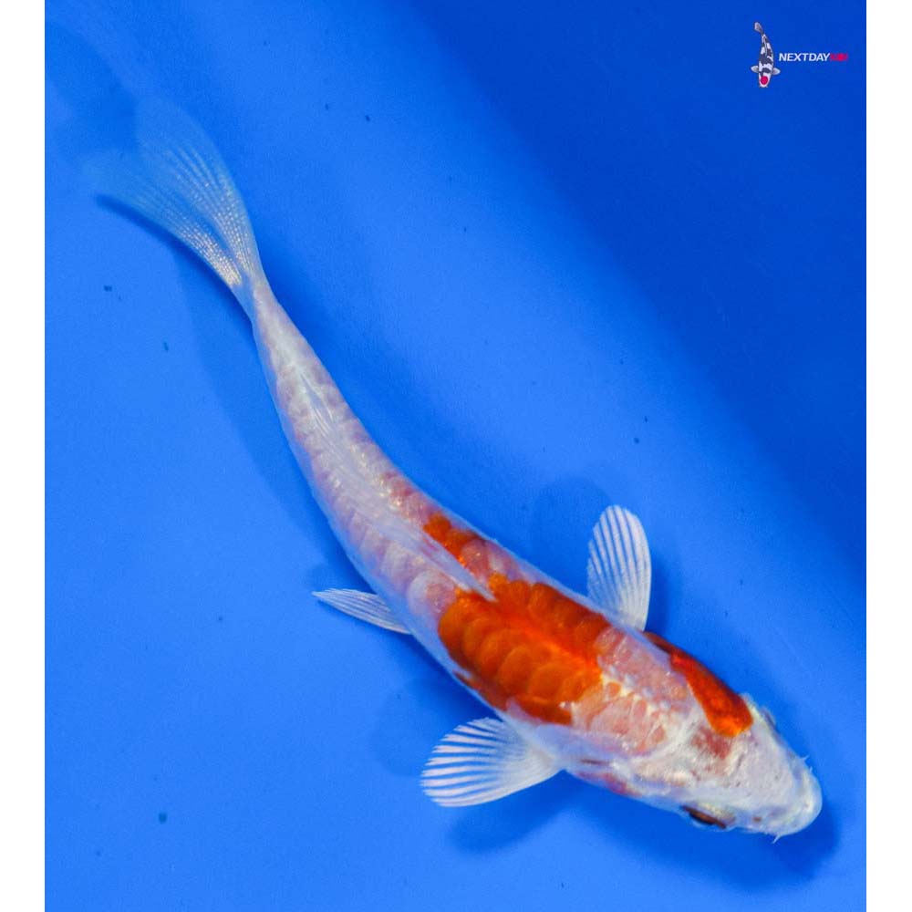 3.5” Imported Kikusui