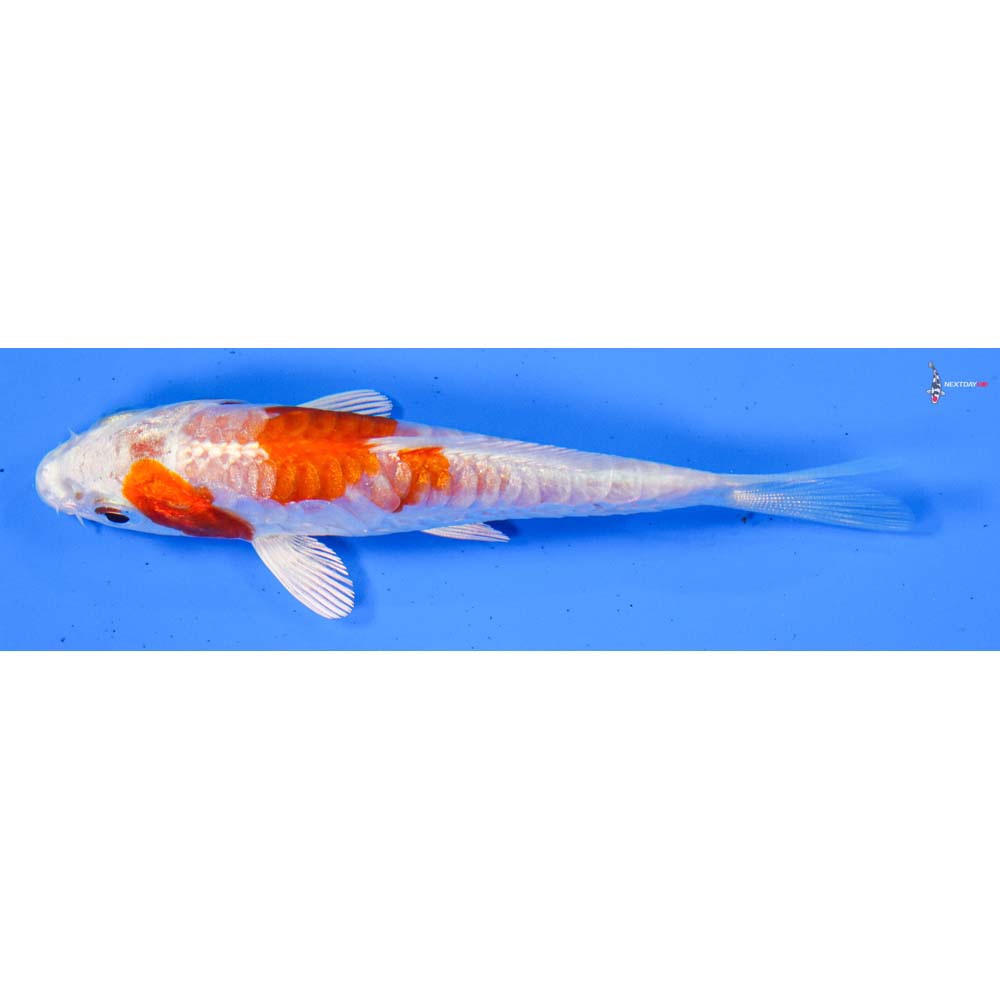 3.5” Imported Kikusui
