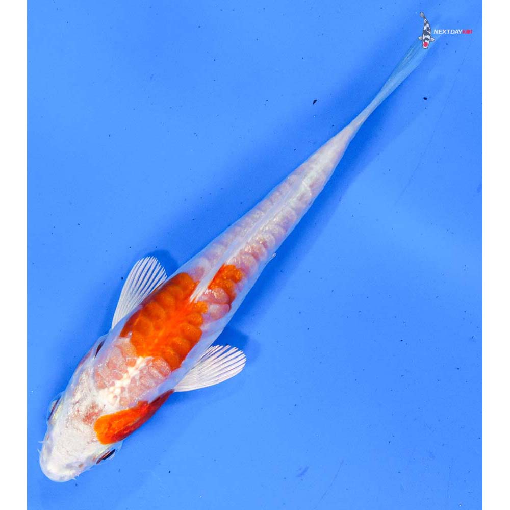 3.5” Imported Kikusui