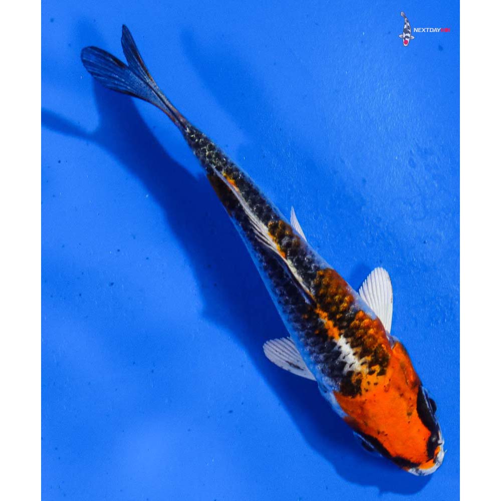 3” Imported Kujaku