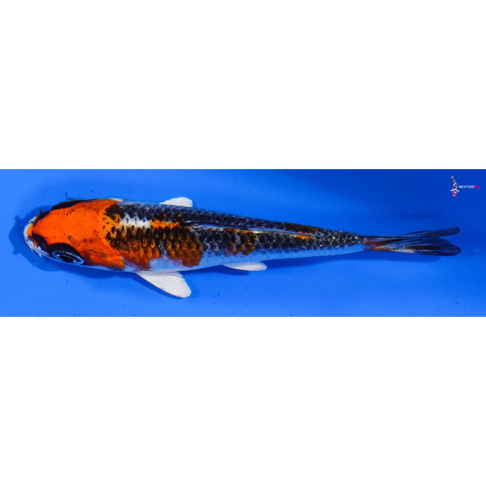 3” Imported Kujaku