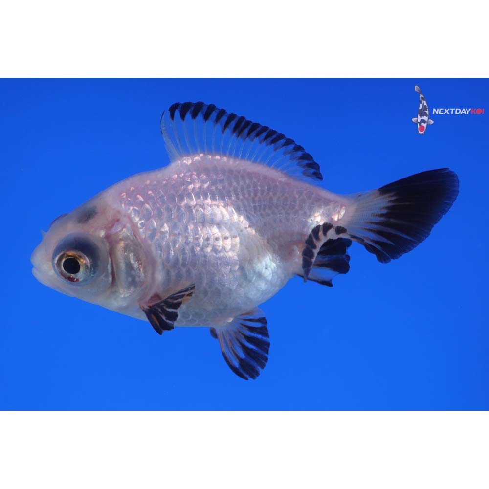 3.5” Imported Panda Telescope Fantail