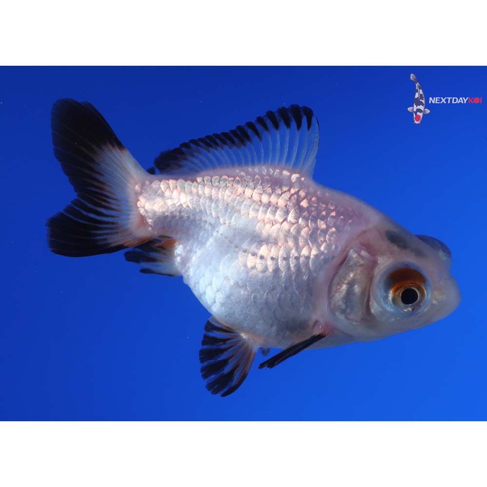 3.5” Imported Panda Telescope Fantail