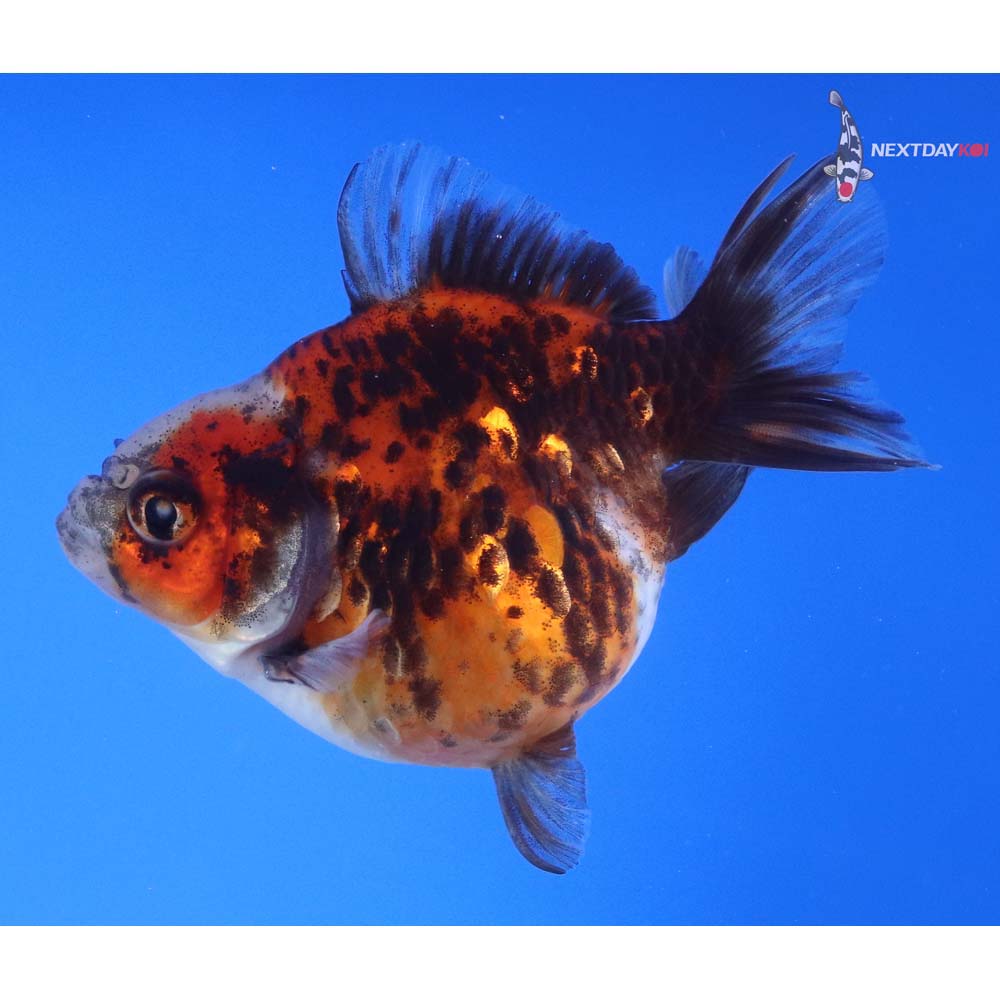 3.5” Imported Calico Ryukin