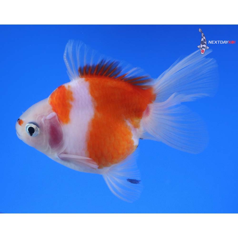 4” Imported Red and White Ryukin