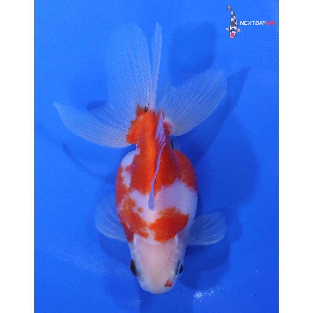 4” Imported Red and White Ryukin
