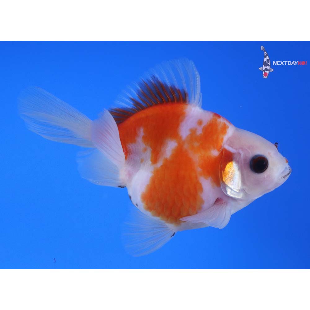 4” Imported Red and White Ryukin