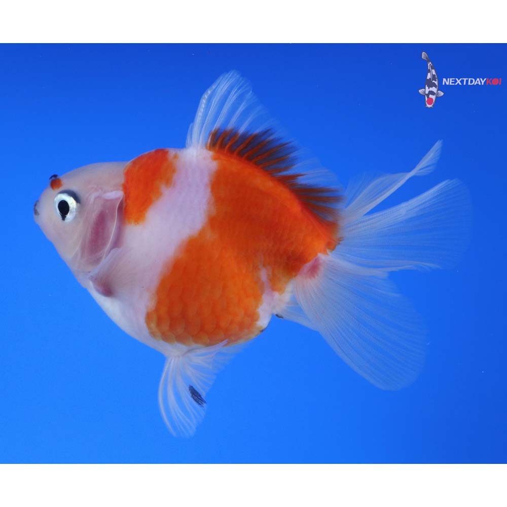 4” Imported Red and White Ryukin