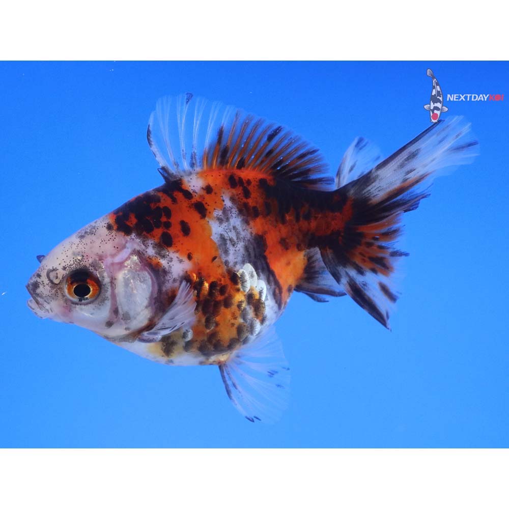 4” Imported Calico Ryukin