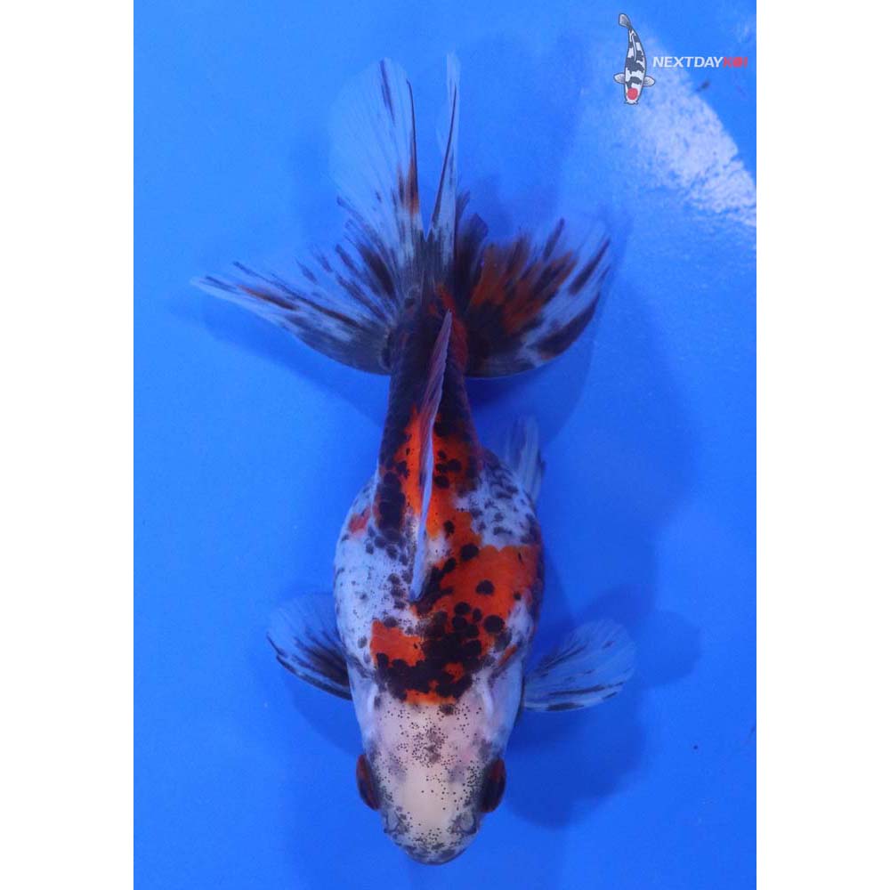 4” Imported Calico Ryukin