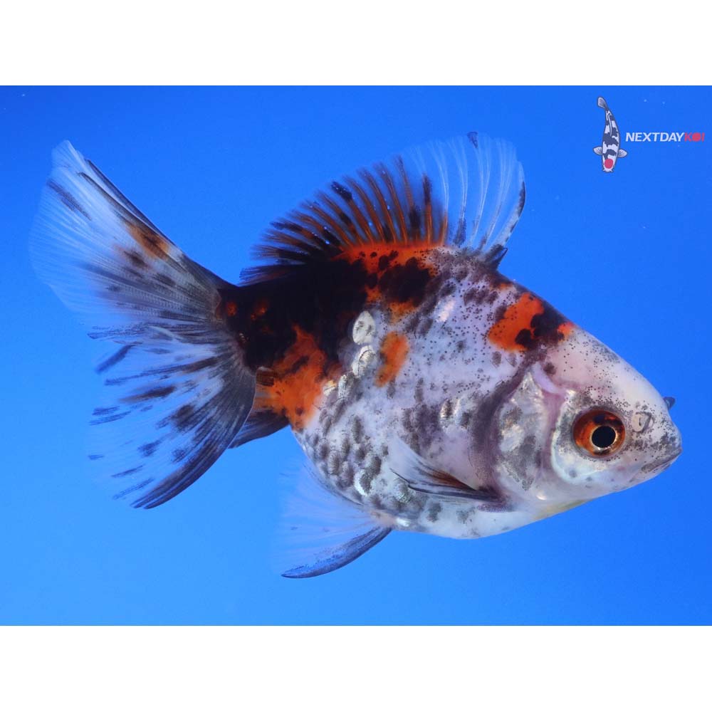 4” Imported Calico Ryukin