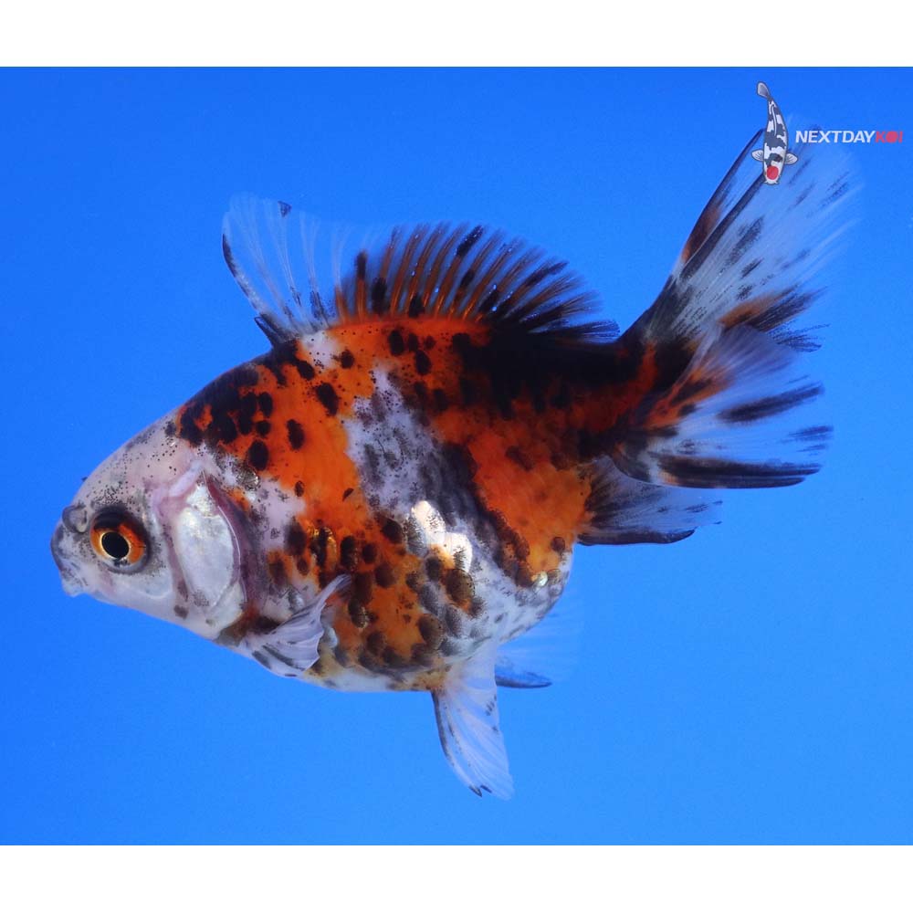 4” Imported Calico Ryukin