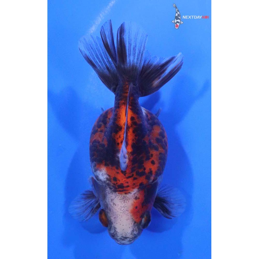 3.5” Imported Calico Ryukin