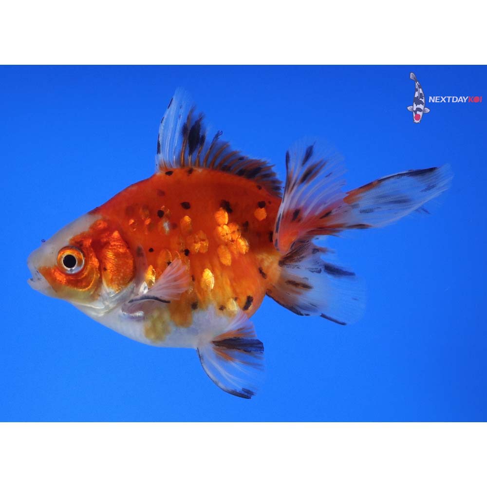 4” Imported Calico Ryukin
