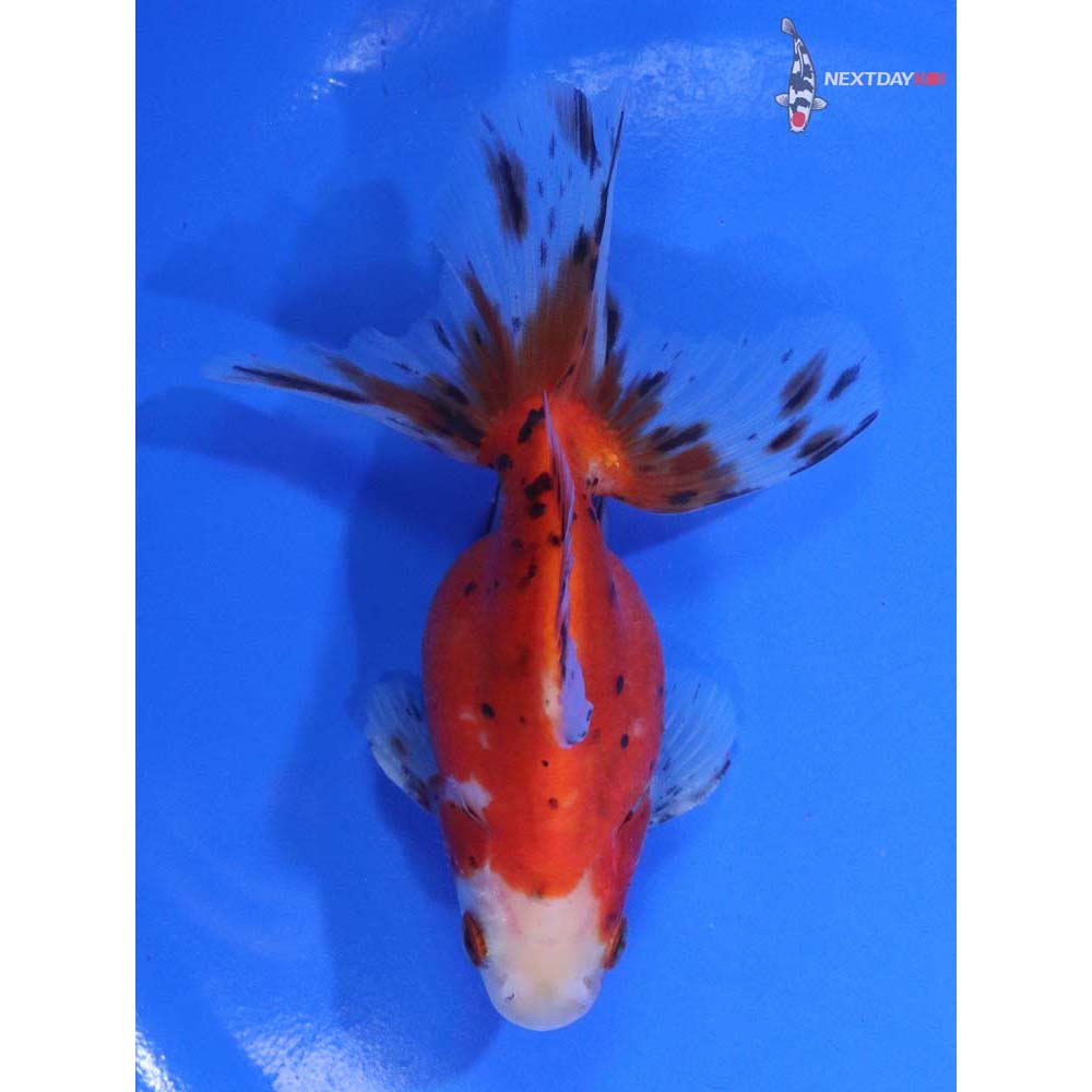 4” Imported Calico Ryukin