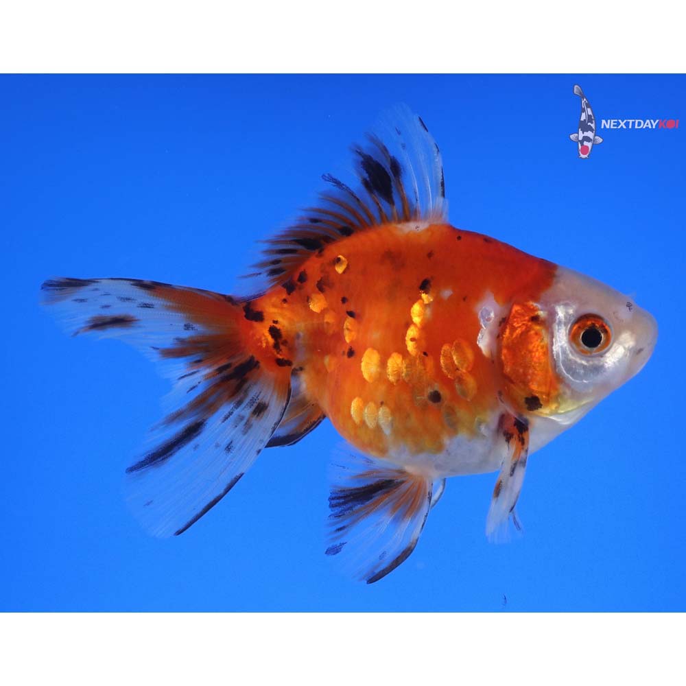 4” Imported Calico Ryukin