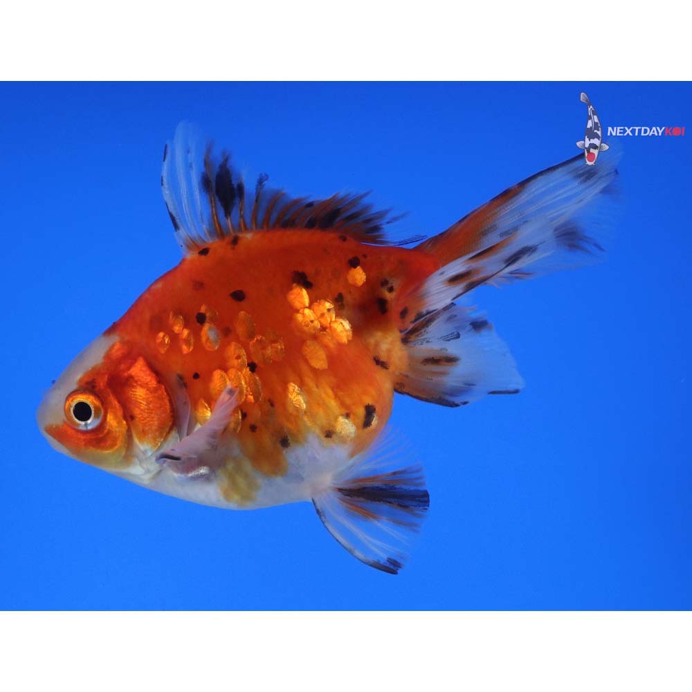 4” Imported Calico Ryukin