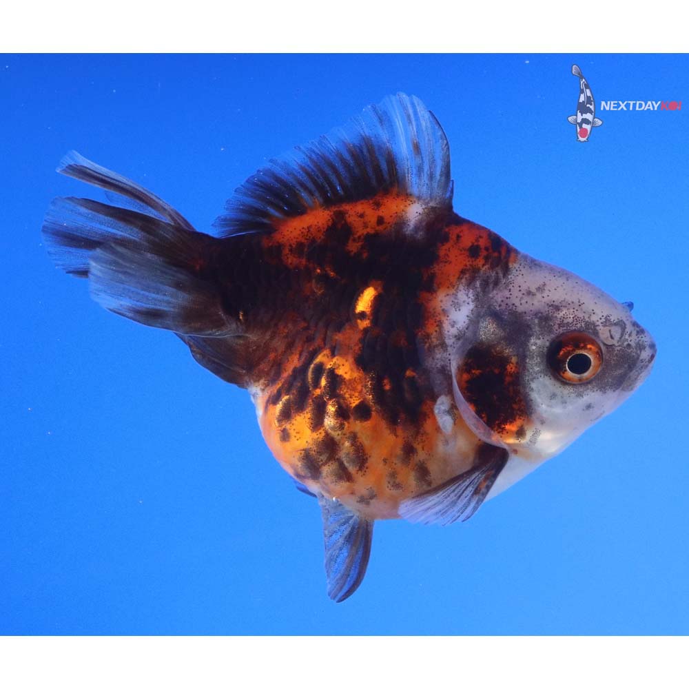 3.5” Imported Calico Ryukin