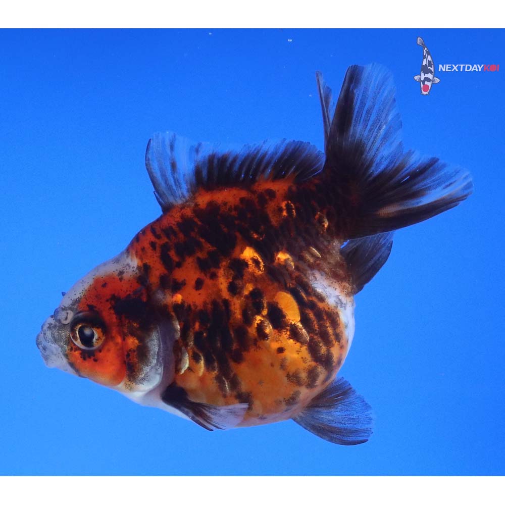 3.5” Imported Calico Ryukin
