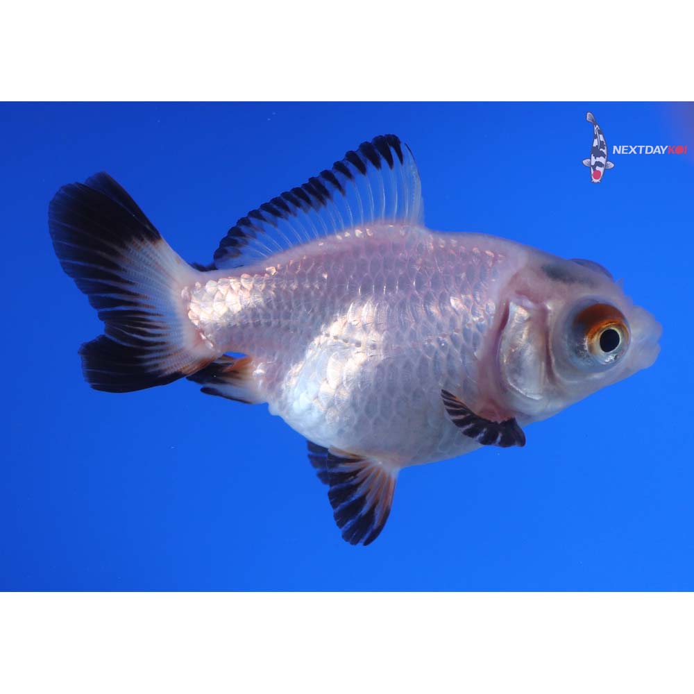 3.5” Imported Panda Telescope Fantail