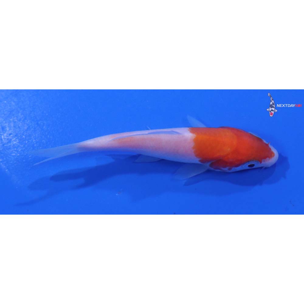3” Imported Kohaku