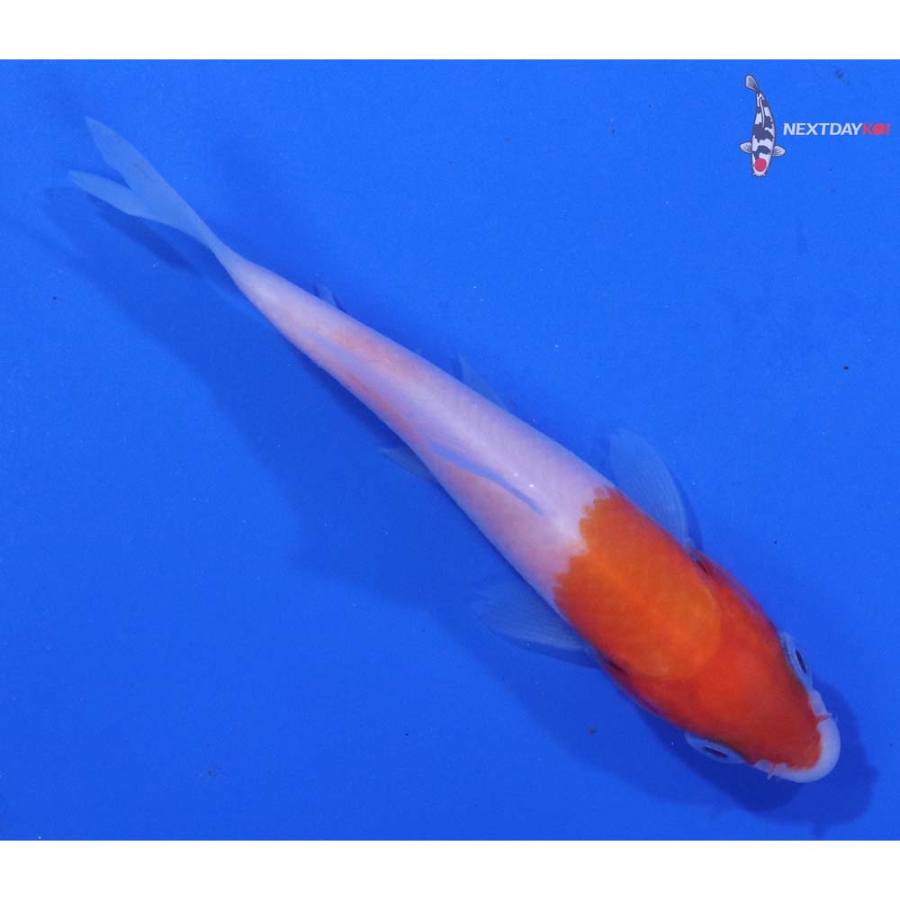 3” Imported Kohaku