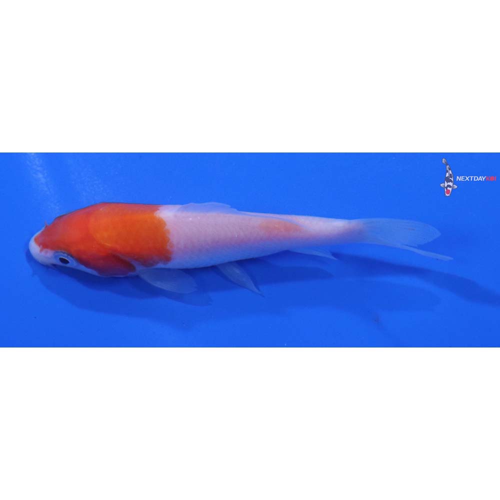3” Imported Kohaku