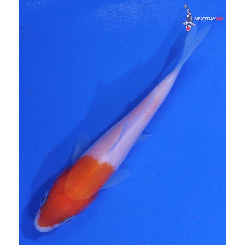 3” Imported Kohaku