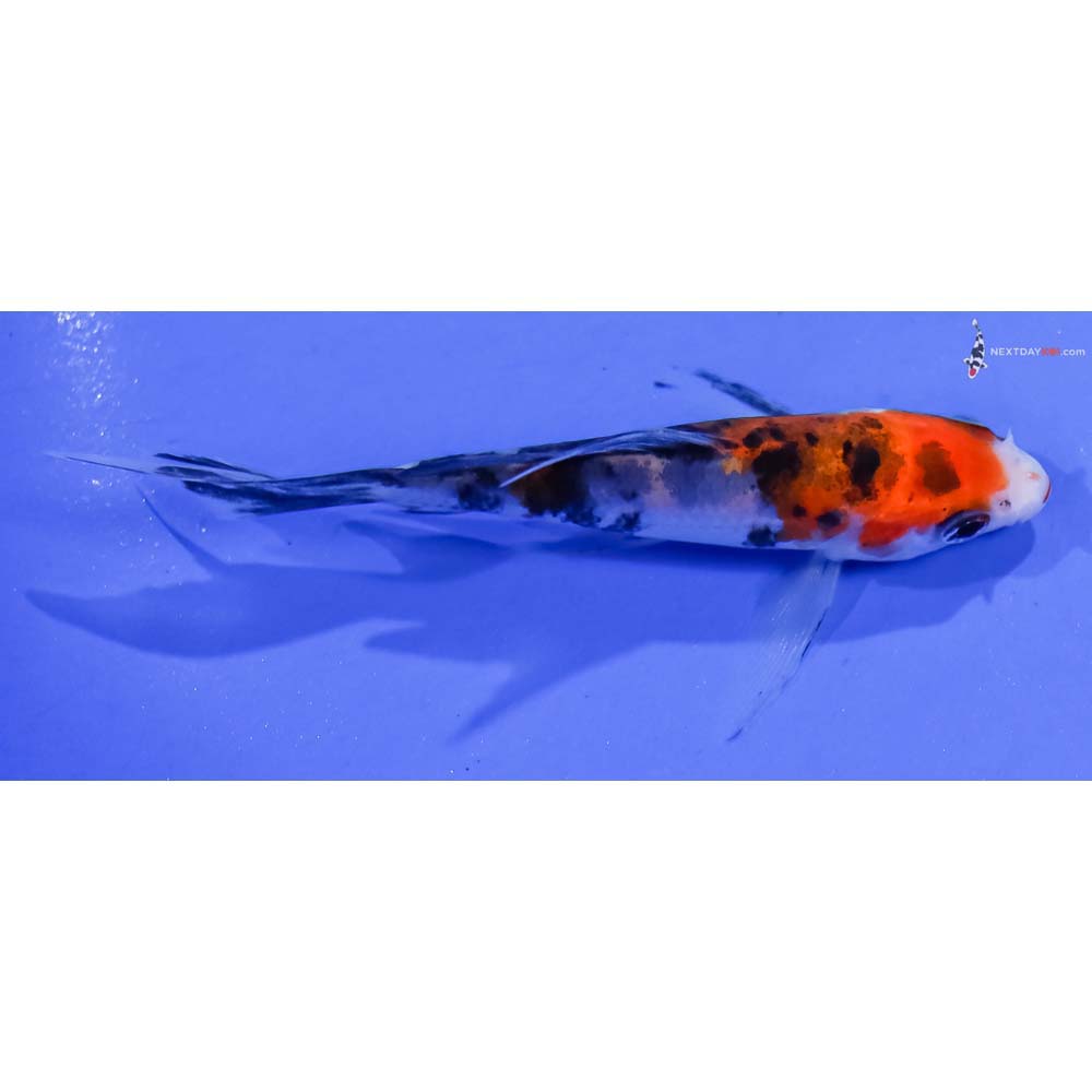 3.5” Imported Sanke Butterfly Koi