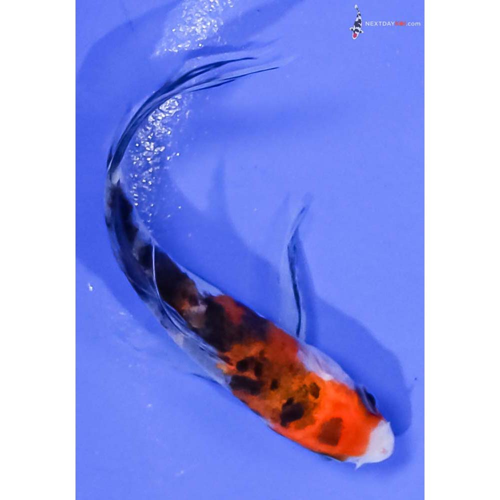 3.5” Imported Sanke Butterfly Koi