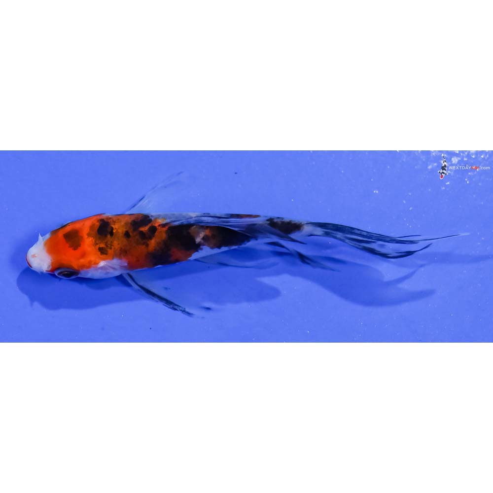 3.5” Imported Sanke Butterfly Koi