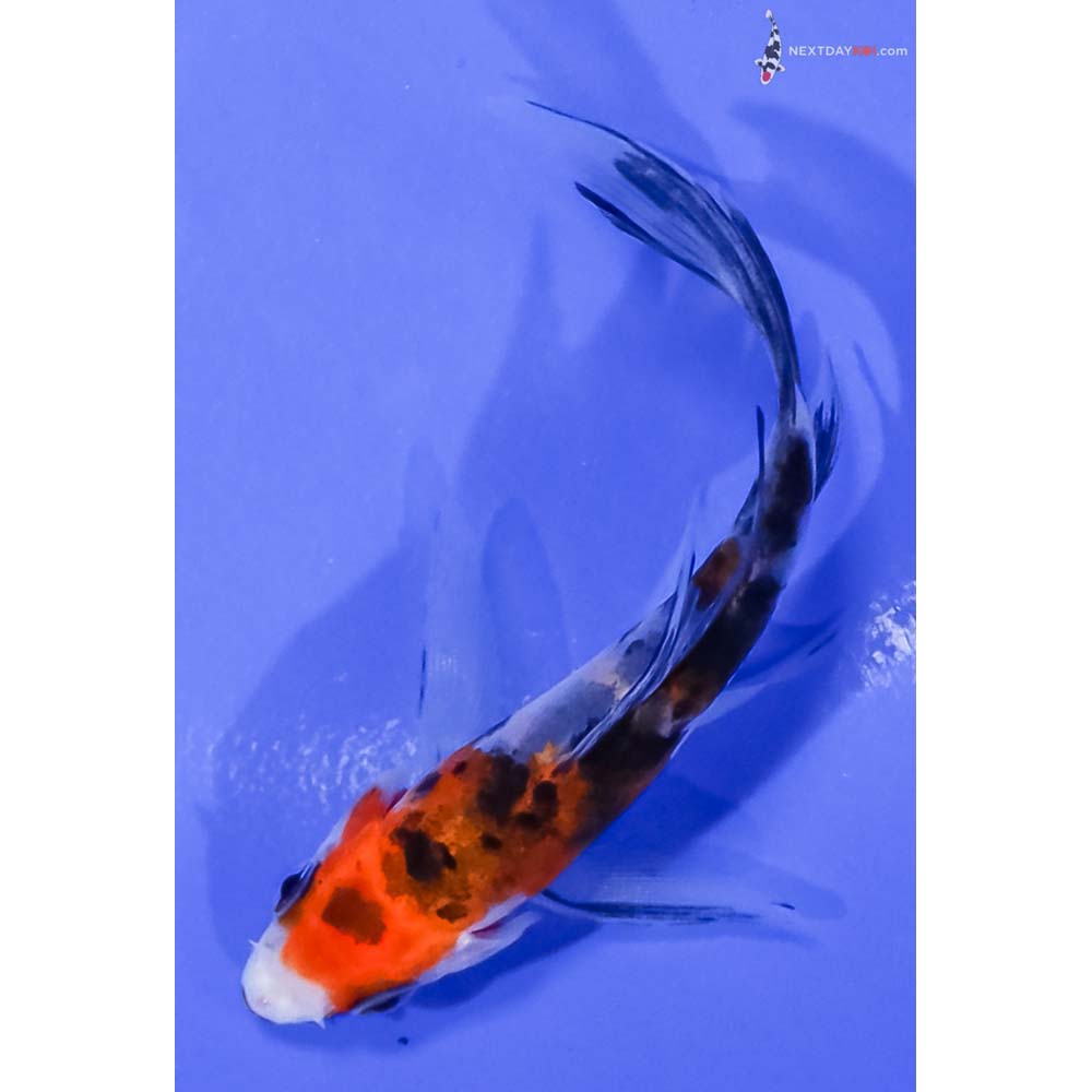 3.5” Imported Sanke Butterfly Koi