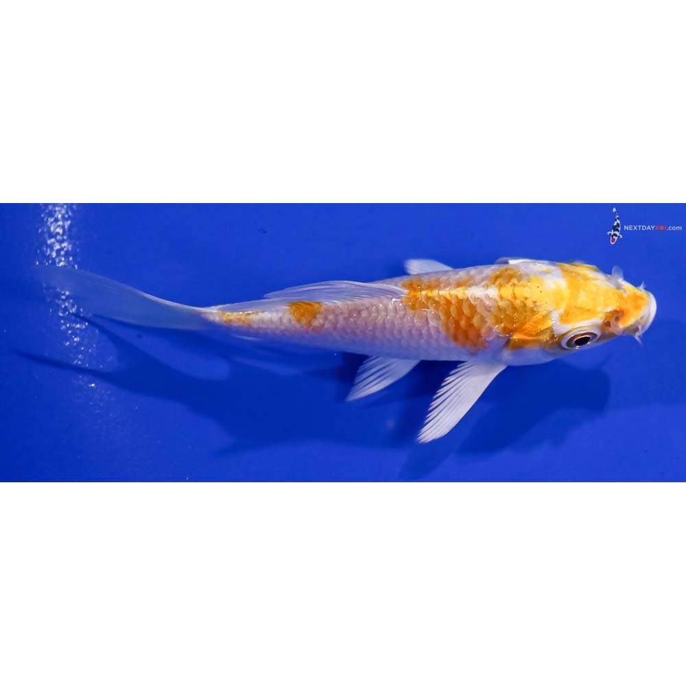 3.5” Imported Lemon Hariwake Butterfly Koi