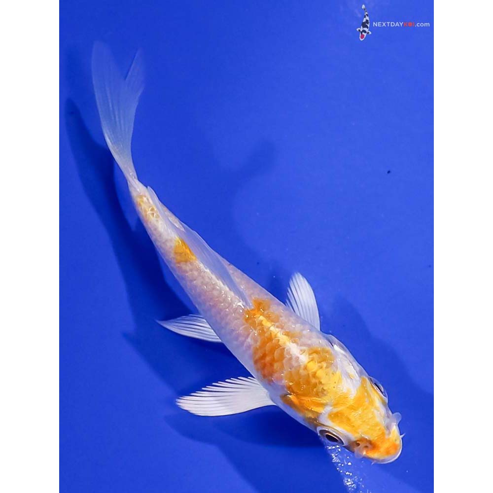 3.5” Imported Lemon Hariwake Butterfly Koi