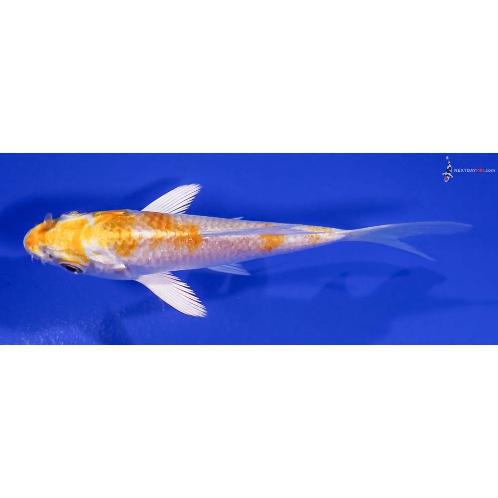 3.5” Imported Lemon Hariwake Butterfly Koi