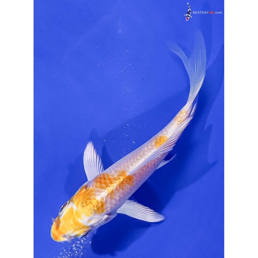 3.5” Imported Lemon Hariwake Butterfly Koi