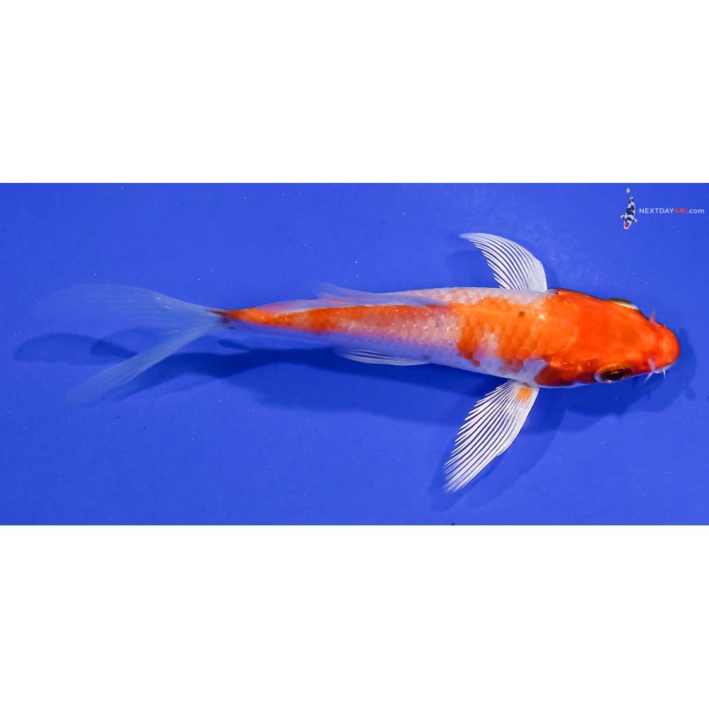 3.5” Imported Hariwake Butterfly Koi