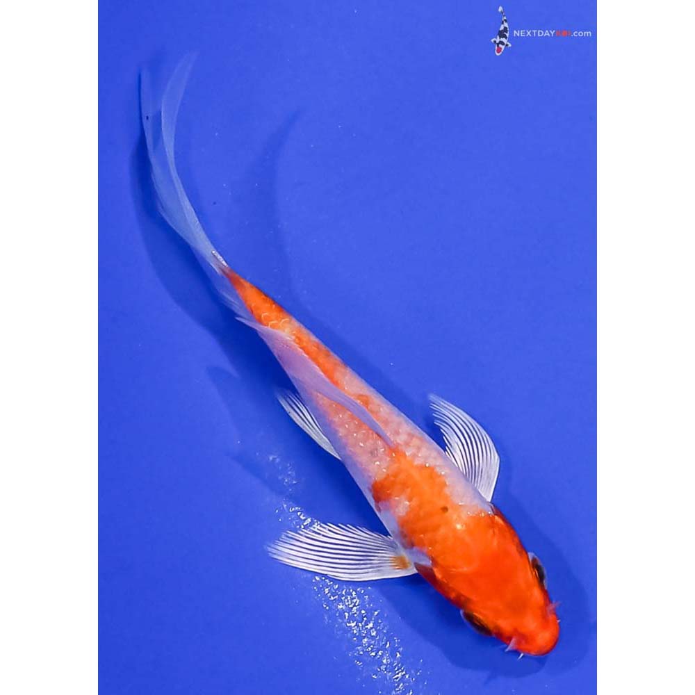 3.5” Imported Hariwake Butterfly Koi